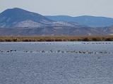 C Lower Klamath NWR 001